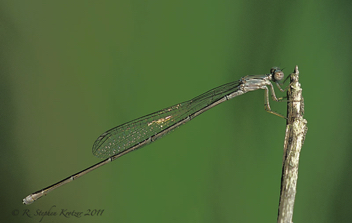 Enallagma daeckii, female